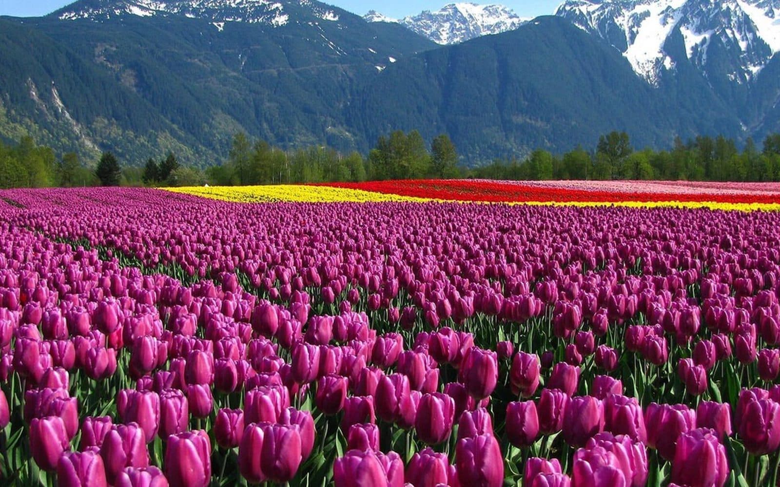 Srinagar