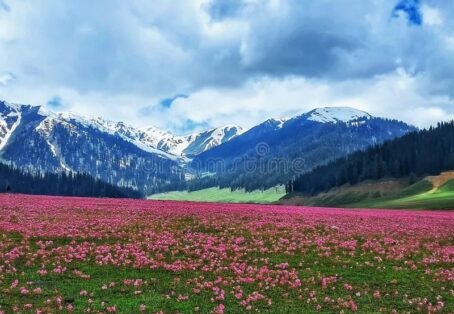 Gulmarg Odyssey